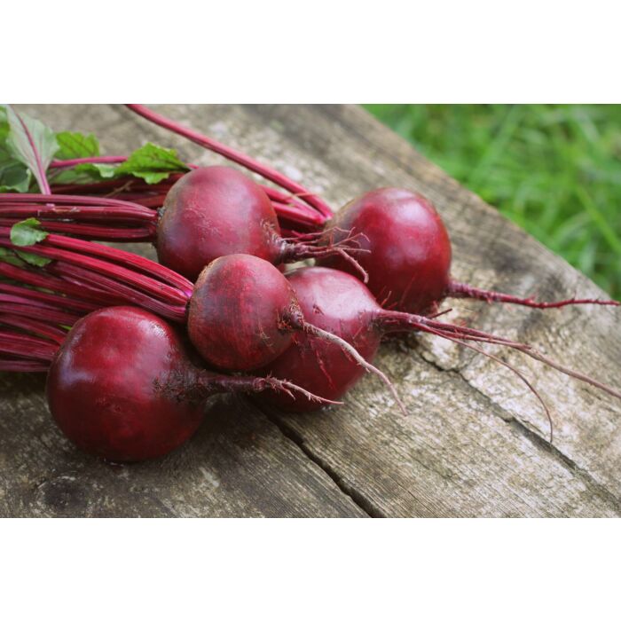 Rohrer Seeds Detroit Dark Red Beet 1lb