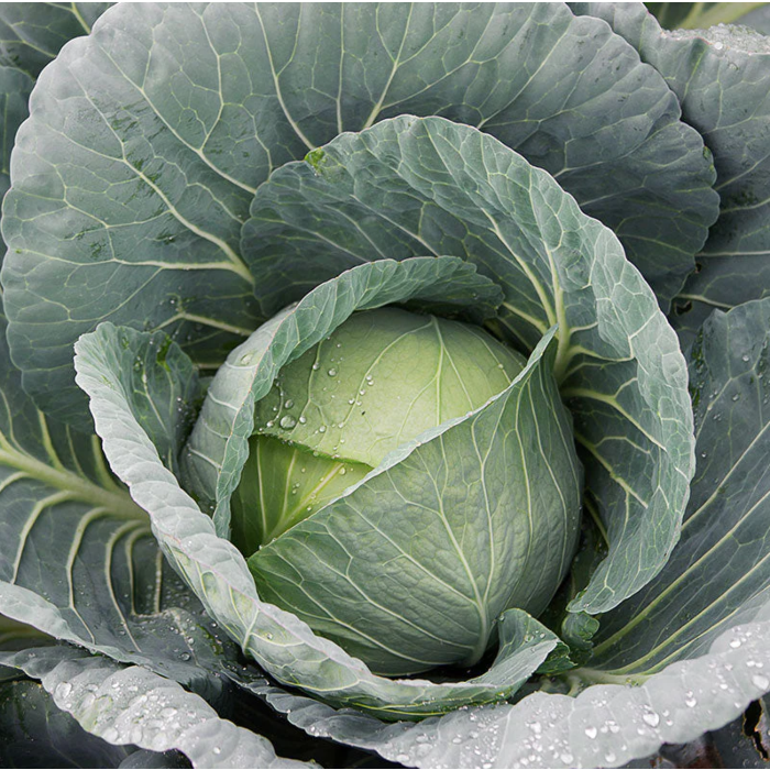 Rohrer Seeds Bravo F1 Hybrid Cabbage Seeds