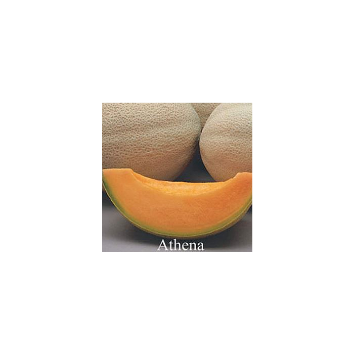 Rohrer Seeds Athena Hybrid Cantaloupe Seeds