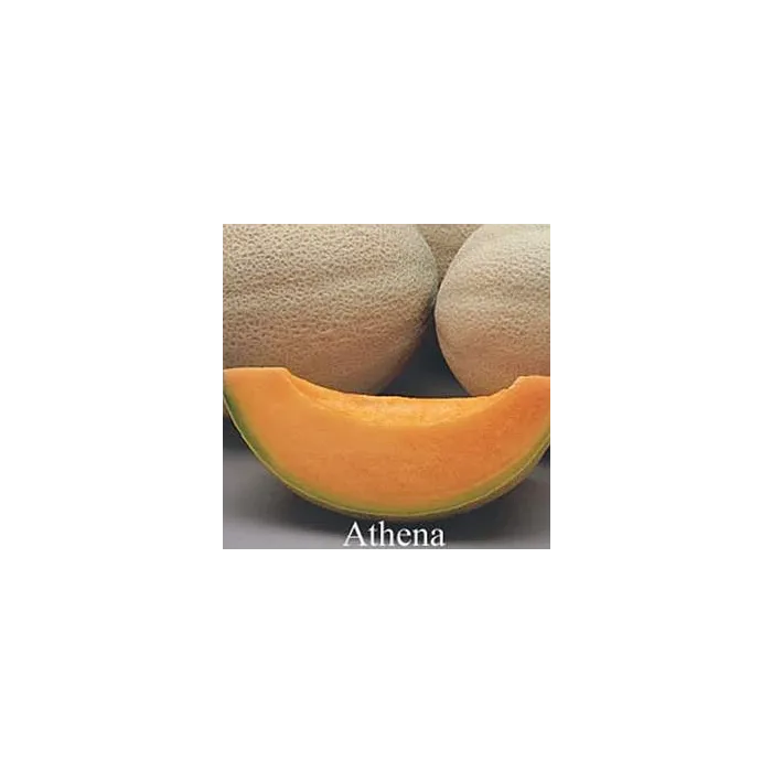 Rohrer Seeds Athena Hybrid Cantaloupe Seeds