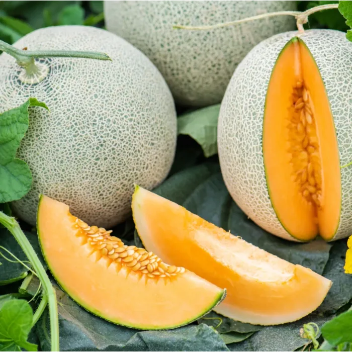 Rohrer Seeds Delicious 51 Cantaloupe Seeds