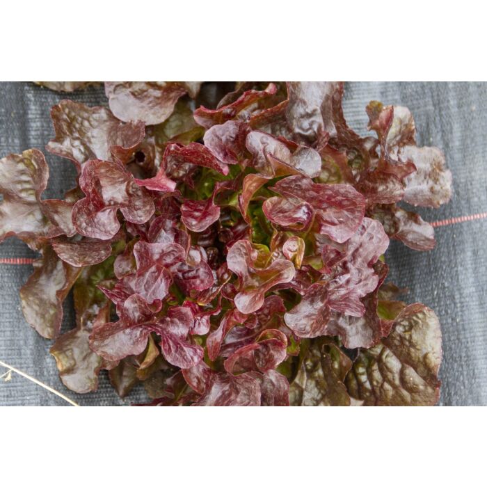 Rohrer Seeds 7-10 1/8 in 1 in Red Sails Lettuce Seeds