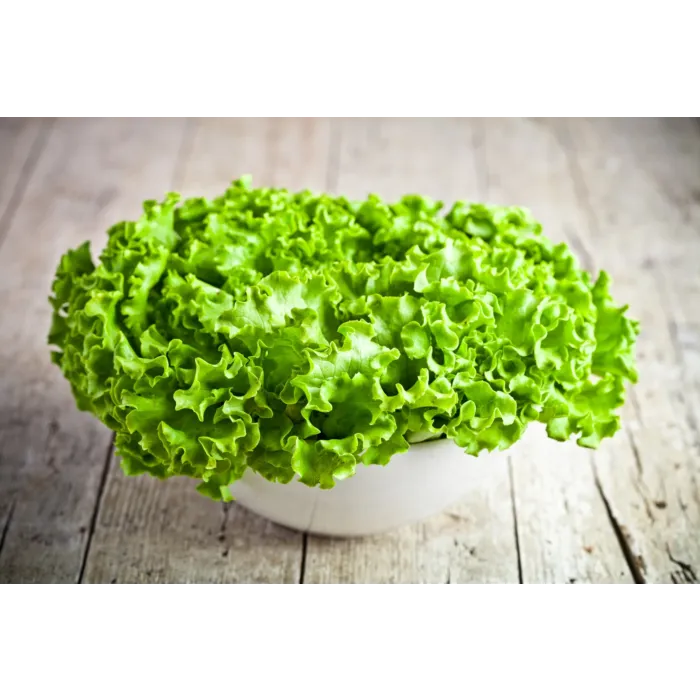 Rohrer Seeds 7-10 1/8 in 1 in Green Salad Bowl Lettuce Seeds