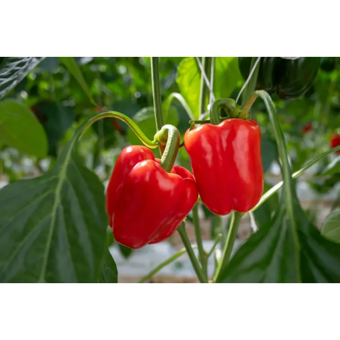 Rohrer Seeds 10-14 1/4 in 6 in Big Red Bell Pepper Seeds