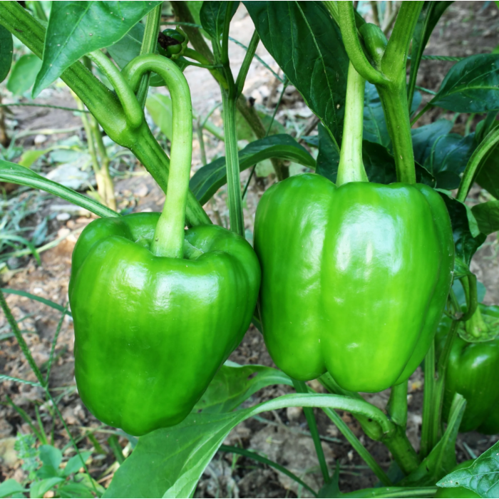 Rohrer Seeds California Wonder Bell Pepper Seeds