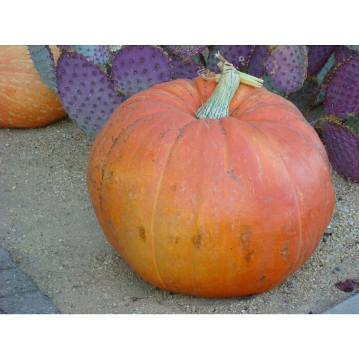Rohrer Seeds 7-21 1 in 12 in Big Max Pumpkin Seeds