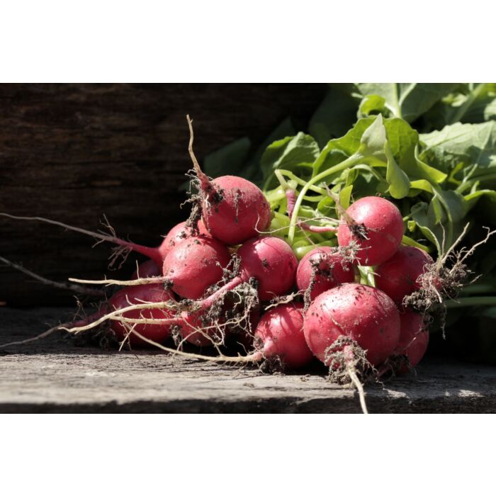 Rohrer Seeds 3-10 1/2 in 1 in Crimson Giant Radish Seeds
