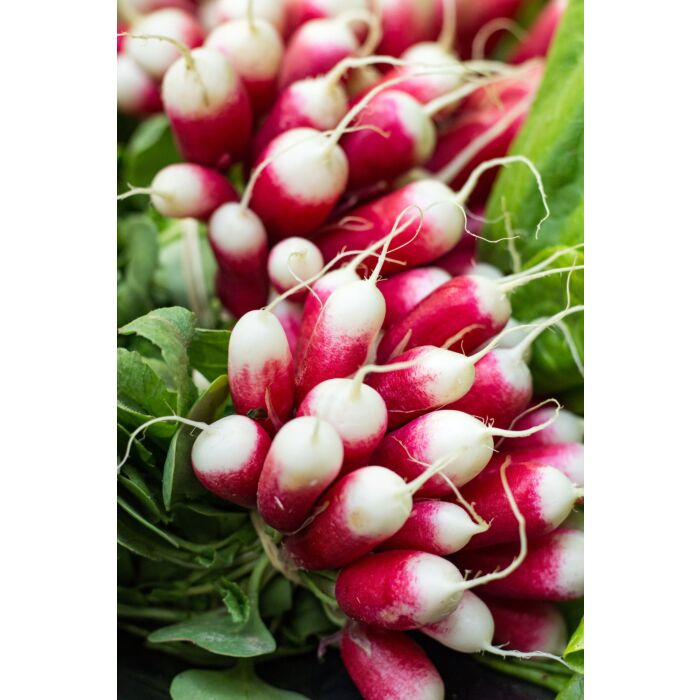 Rohrer Seeds 3-10 1/2 in 1 in French Breakfast Radish Seeds
