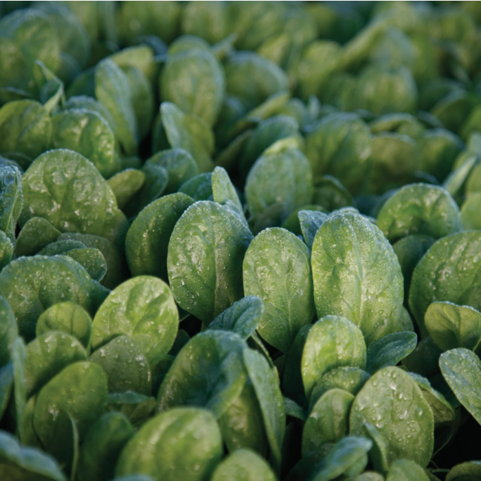 Rohrer Seeds Seaside Baby Leaf Hybrid Spinach Seeds