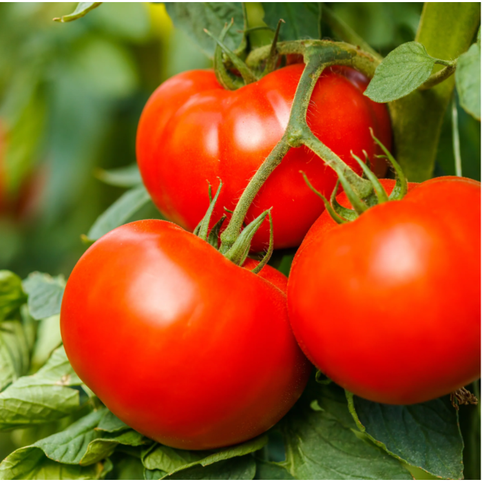 Rohrer Seeds Big Beef Plus Hybrid Tomato Seeds