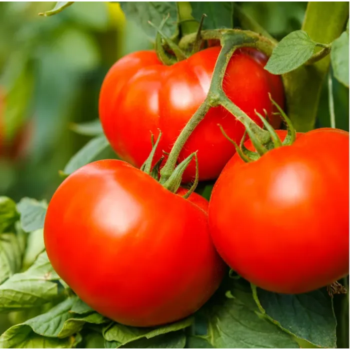 Rohrer Seeds Big Beef Plus Hybrid Tomato Seeds