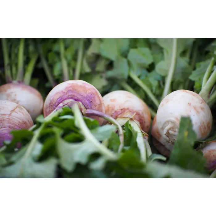 Rohrer Seeds 7-14 1/2 in 1 in Purple Top White Globe Turnip Seeds