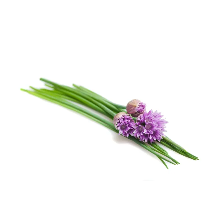Rohrer Seeds 7-14 1/4 in 1 in Chive Seeds