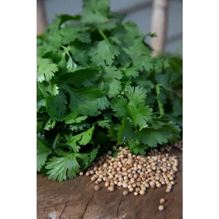 Rohrer Seeds 7-14 1/4 in 1 in Aka Cilantro Coriander Seeds