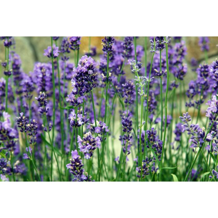 Rohrer Seeds 14-28 Surface Sprinkle Lavender Seeds