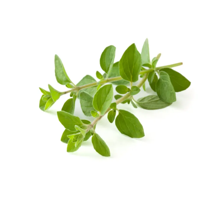 Rohrer Seeds 7-14 Surface Sprinkle Oregano Seeds