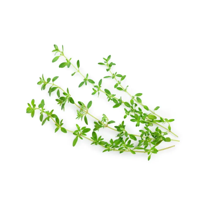Rohrer Seeds 14-28 Surface 3 in Thyme Seeds
