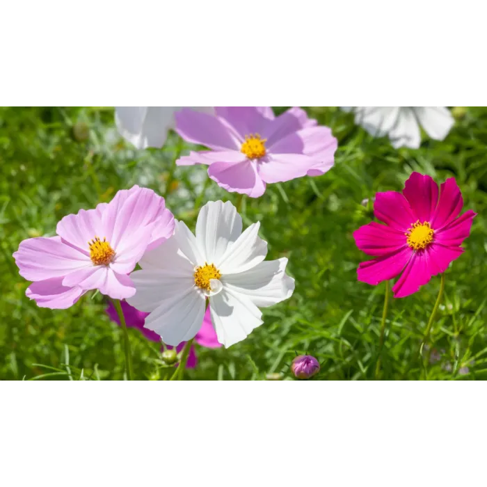 Rohrer Seeds 3-5 1/4 in 9-12 in Annual Sensation Mixed Cosmos Seeds