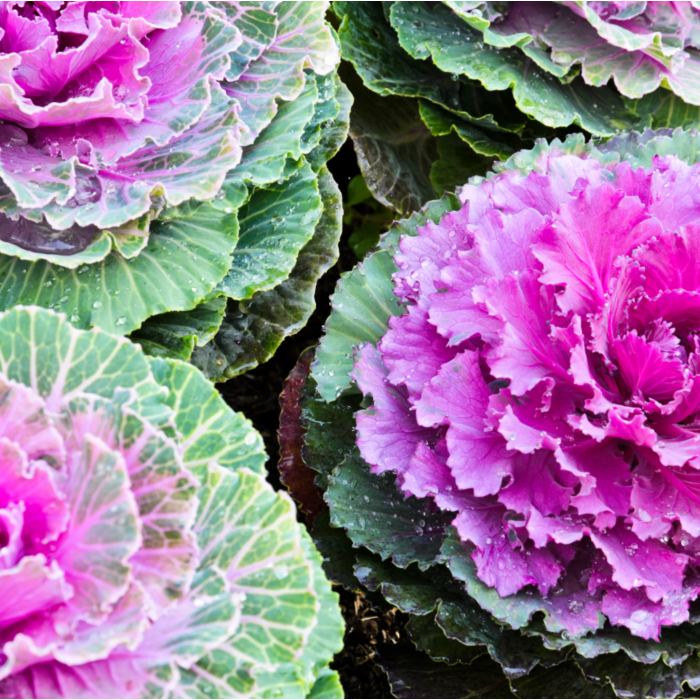 Rohrer Seeds Flowering Cabbage Seeds