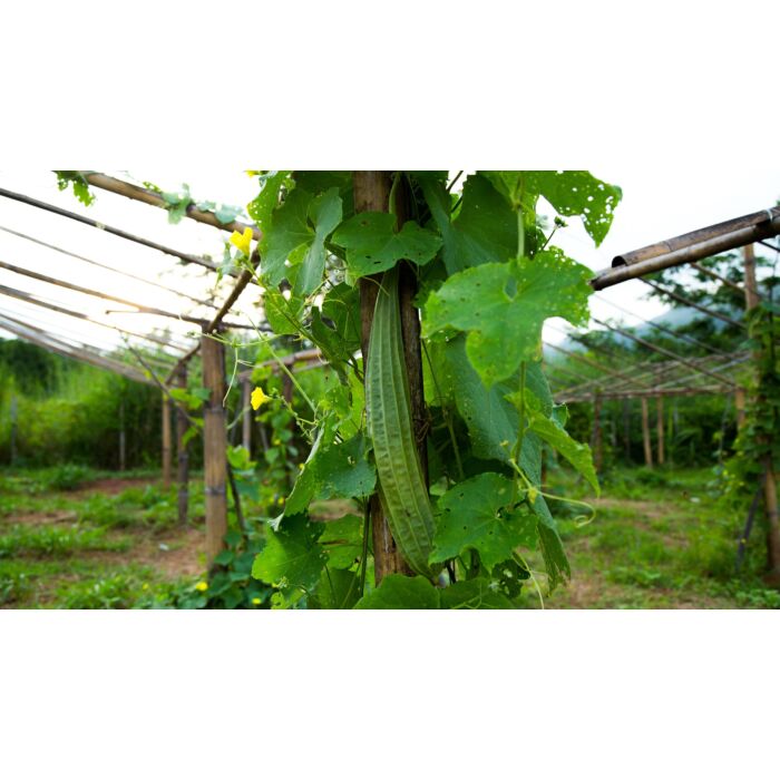 Rohrer Seeds 7-14 1/2 in 1 in Luffa Gourd Seeds