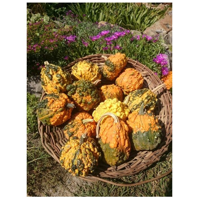 Rohrer Seeds SMALL WARTED GOURDS