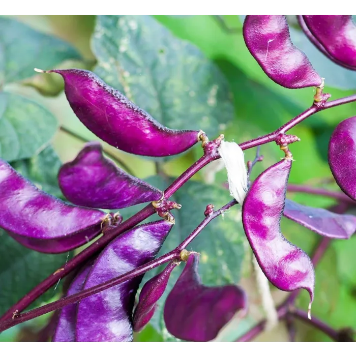 Rohrer Seeds Hyacinth Bean Vine Seeds