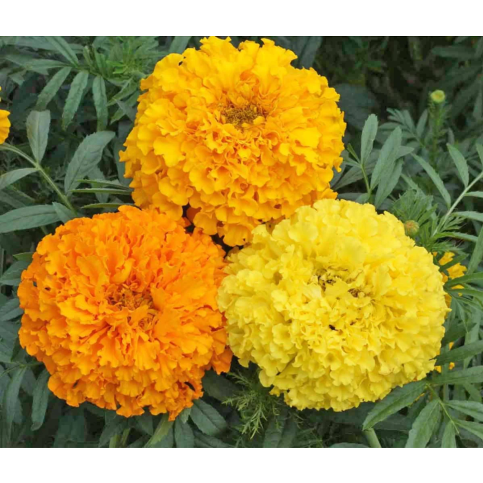 Rohrer Seeds Crackerjack Marigold Seeds
