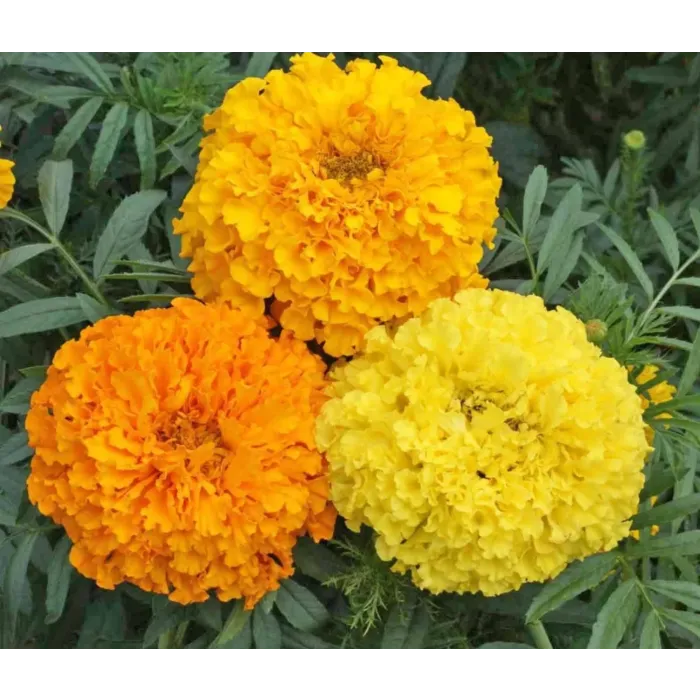 Rohrer Seeds Crackerjack Marigold Seeds