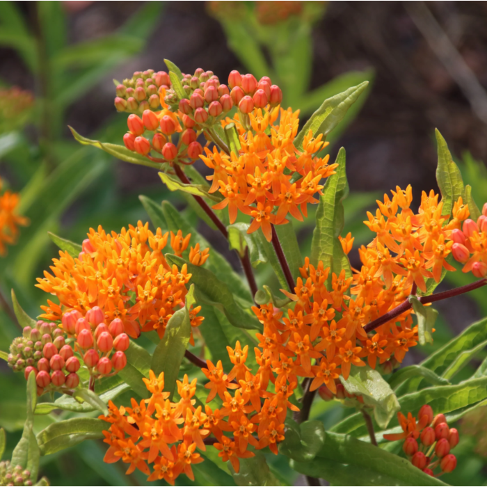 Rohrer Seeds Butterfly Milkweed Seeds