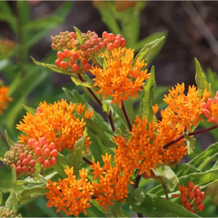 Rohrer Seeds Butterfly Milkweed Seeds