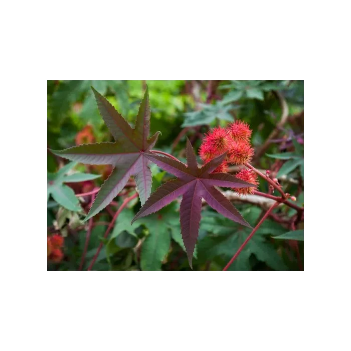Rohrer Seeds Castor Bean Flowers