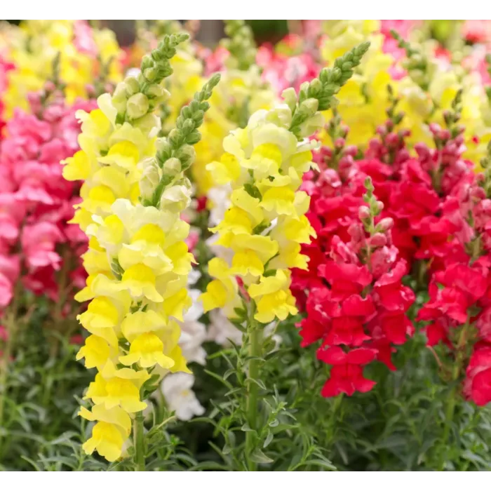 Rohrer Seeds Maxi Mix Snapdragon Seeds