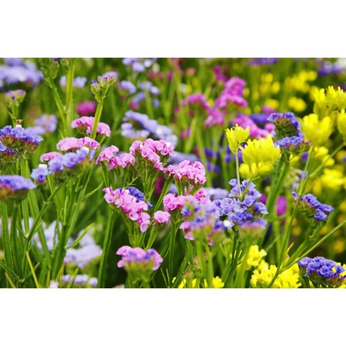 Rohrer Seeds Limonium Sinuatum Sinuata Statice Mixed Flower Seeds