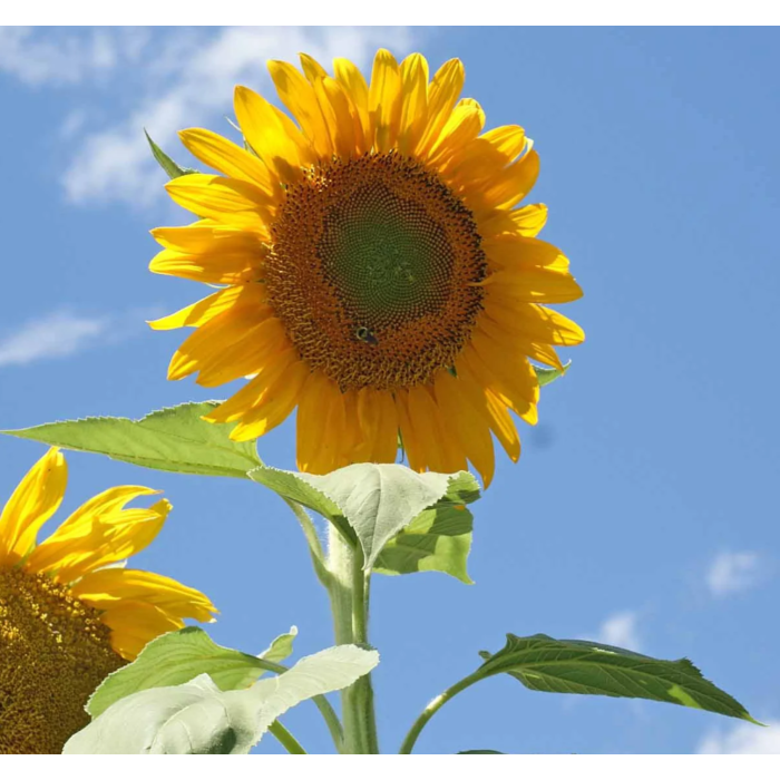 Rohrer Seeds Mammoth Russian Sunflower Seeds