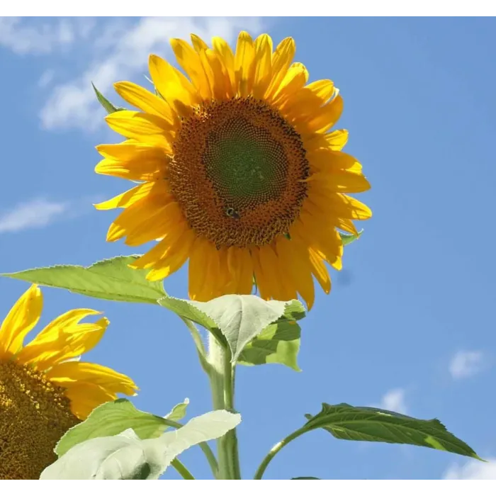 Rohrer Seeds Mammoth Russian Sunflower Seeds