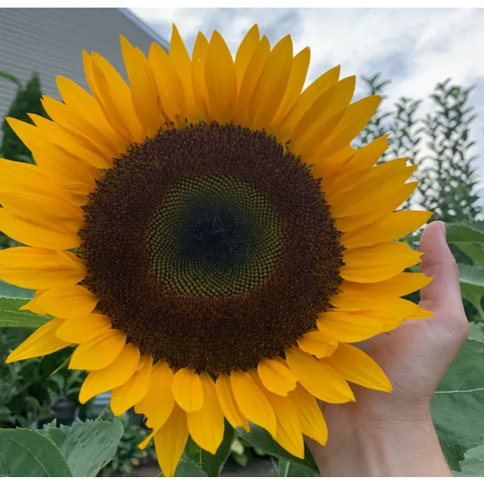 Rohrer Seeds Oil Type Hybrid Sunflower Seeds