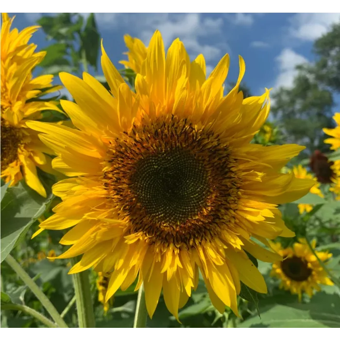 Rohrer Seeds Starburst Lemon Eclair Sunflower Seeds