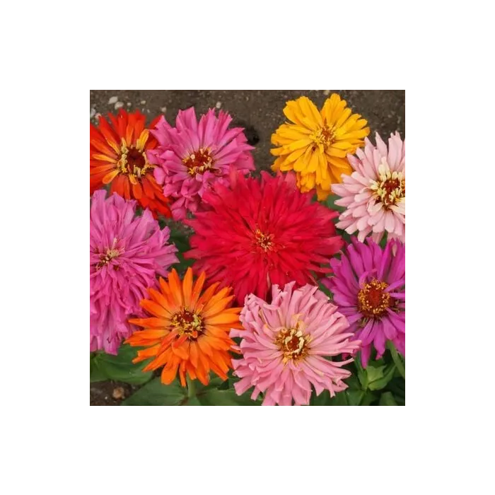 Rohrer Seeds Cactus Flowered Mix Zinnia Seeds