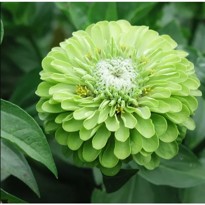 Rohrer Seeds Envy Green Zinnia Seed Packet