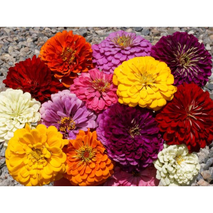Rohrer Seeds Zinnia Elegans 5-8 1/4 in Annual Zinnia Dahlia Mixed Flower Seeds