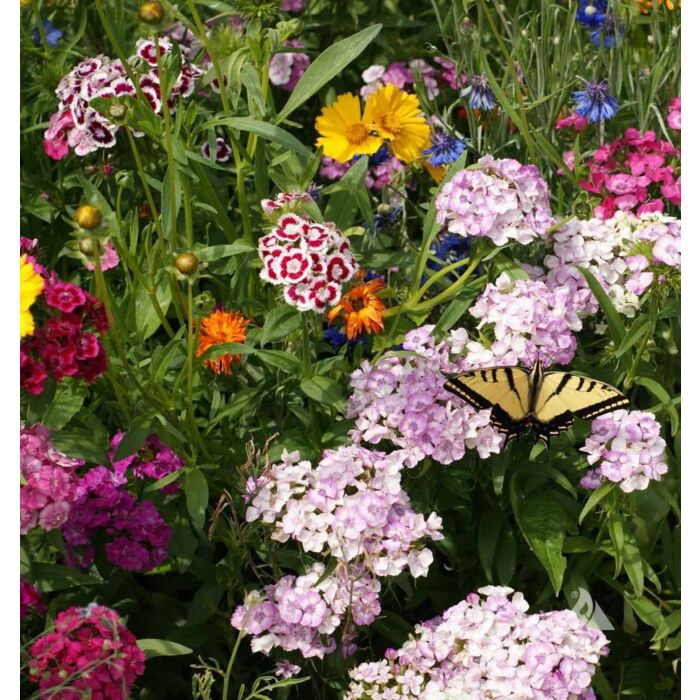 Rohrer Seeds 7-20 Scatter and Lightly Cover Scatter as Desired Annual & Perennial Butterfly Garden Mixed Seeds