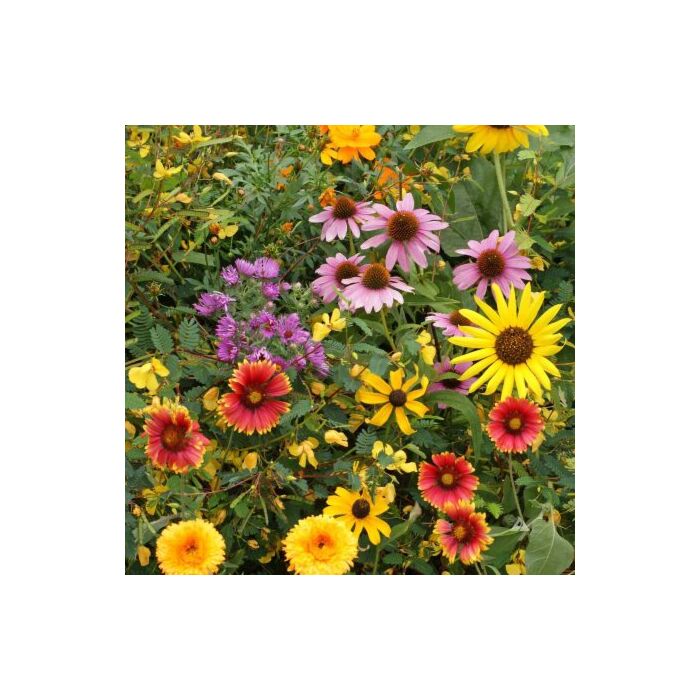 Rohrer Seeds 7-20 1/4 in Scatter Annual & Perennial Songbird Mixed Flower Seeds