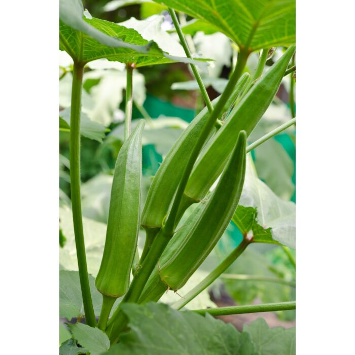 Rohrer Seeds 7-10 1/2 in 6 in Clemson Spineless Okra Seeds
