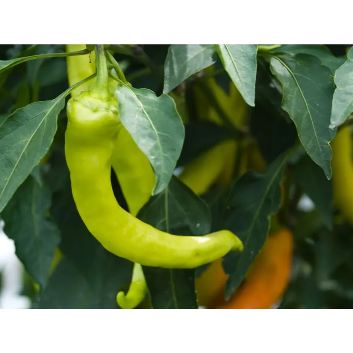 Rohrer Seeds 7-21 1/4 in 6 in Sweet Banana Pepper Seeds