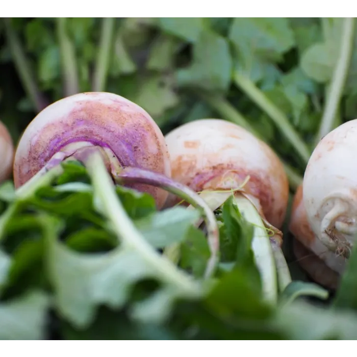 Rohrer Seeds Purple Top White Globe Turnip Seeds