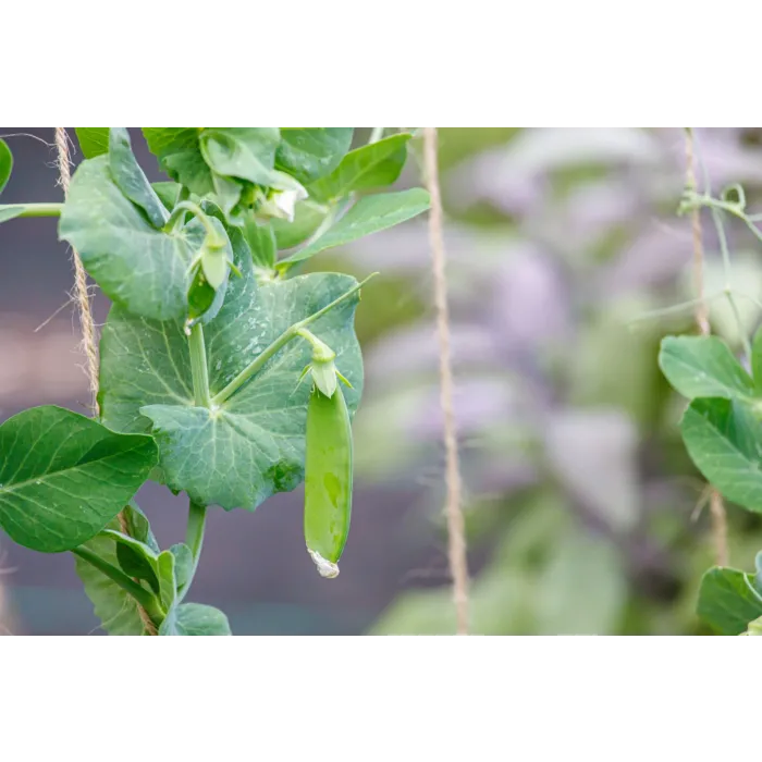 Rohrer Seeds 1/2 lb 7-15 3/4-1 in Dwarf White Blossom Sugar Pea Seeds