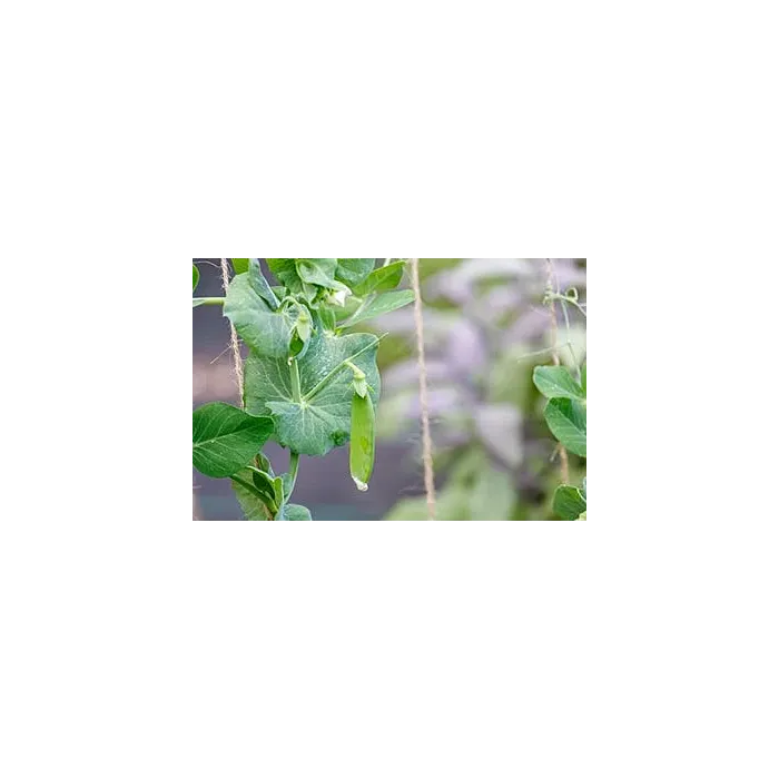 Rohrer Seeds Dwarf WhiteBlossom SugerPeas 1lb