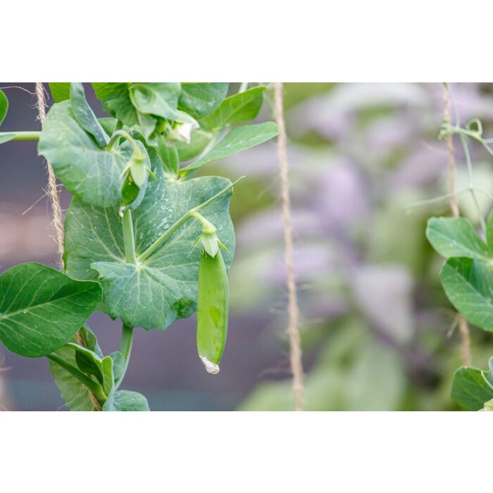 Rohrer Seeds 2 oz 7-15 3/4-1 in Dwarf White Blossom Sugar Pea Seeds