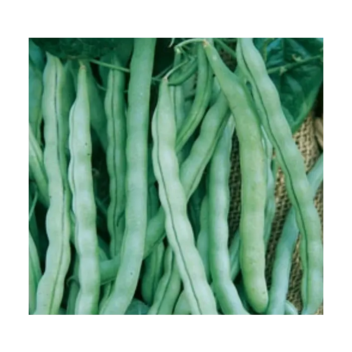 Rohrer Seeds Kentucky Wonder Pole Bean Seeds - 2 oz