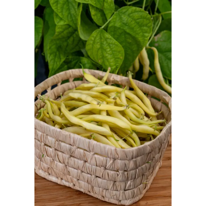 Rohrer Seeds 2 oz 8-16 1-1 1/2 in Round Yellow Pod Pusj Pencil Pod/BlackWax Bean Seeds
